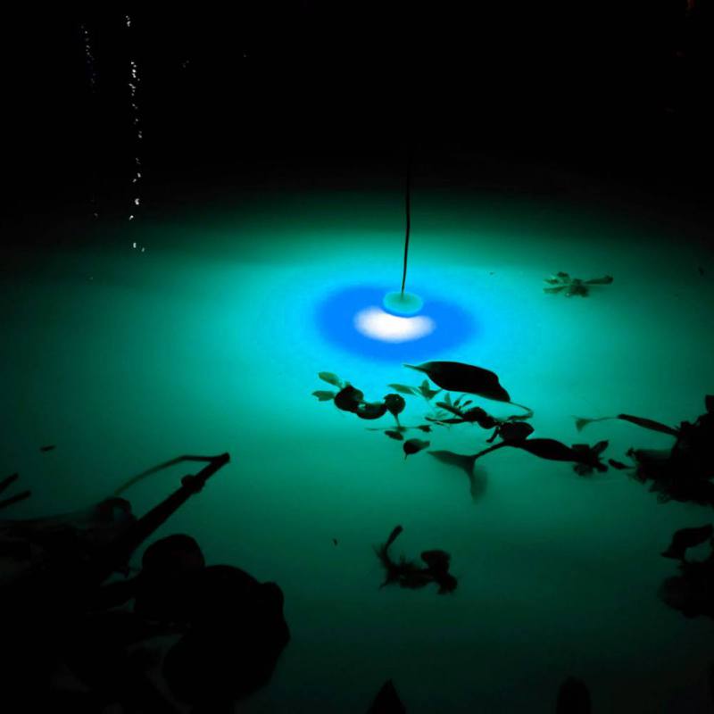 미니 낚시 매력 램프 빛나는 미끼 LED 깜박이는 낚시 - Fishing Boat Navigation Light 리뷰 및 가격
